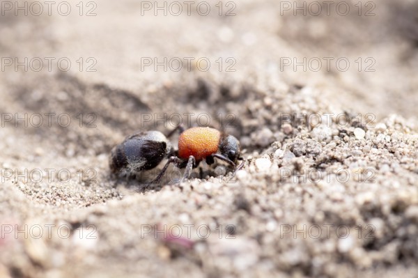 Ant wasp (Dasylabris maura), on sandy soil, Döberitzer Heide nature reserve, Brandenburg, Germany,