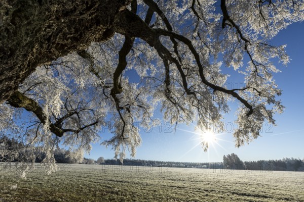 Snow-covered tree with the sun shining through in wintry nature, Maria Schnee, Nassenbeuren,