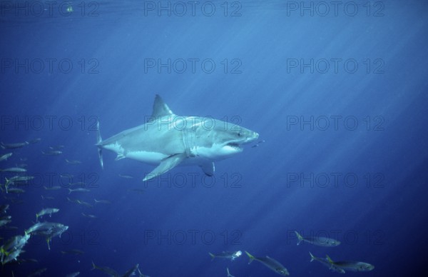 Great white shark, Carcharodon carcharias, USA, California, Pacific Ocean, Farallon Islands, San