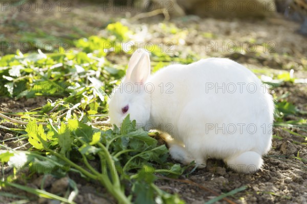 Close-up of a white rabbit on a farm eating vegetables