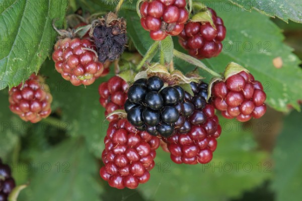 Colourful mix of ripe black and unripe red blackberries on a deciduous shrub, Borken, North