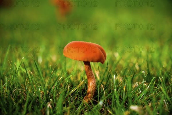 Helminth, Mycena fungus in the lawn