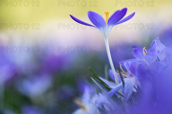 Harbingers of spring: purple crocuses cropped in a sea of flowers