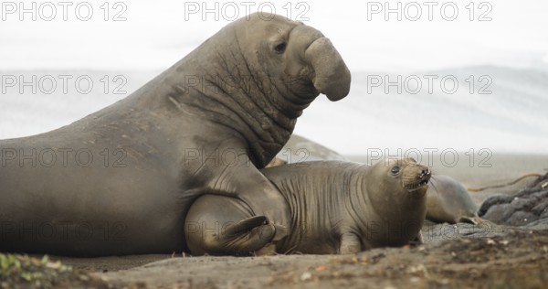 Soft sand of the Pacific Coast provides ground for mating rituals of the Elephant Seal