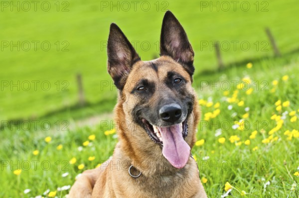 Malinois portrait