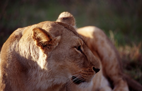 Female lion, lion, Panthera leo, South Africa, Schotia Game Park, Africa