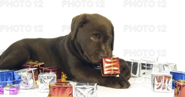 Brown Labrador Retriever, Puppy and Gifts on White Background, Normandy