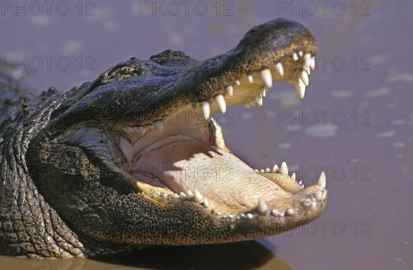 AMERICAN ALLIGATOR alligator mississipiensis, ADULT WITH OPENED MOUTH