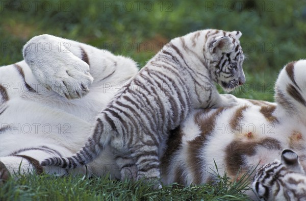 WHITE TIGER (panthera tigris), CUB PLAYING WITH MOTHER