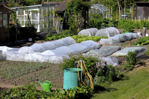 Vegetable garden, allotment, cold frame