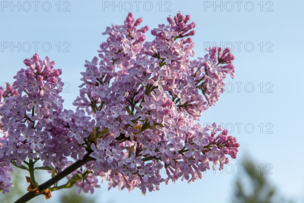 The common lilac (Syringa vulgaris), also known as the French lilac or simply the lilac blooming in