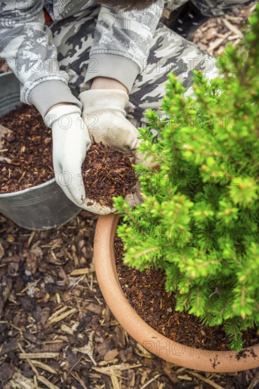 Garden and gardening - Mulching potted plants with pine bark againts to weeds