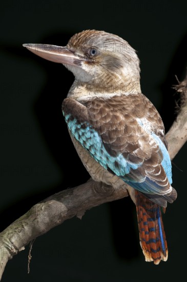 Blue-winged kookaburra (Dacelo leachii), Laughing Hans, Queensland, Australia, Oceania