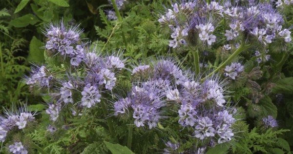 Lacy (Phacelia), phacelia tanacetifolia in bloom in a field, Green Manure, Normandy in France
