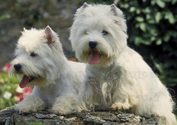 WEST HIGHLAND WHITE TERRIER, PAIR OF ADULTS
