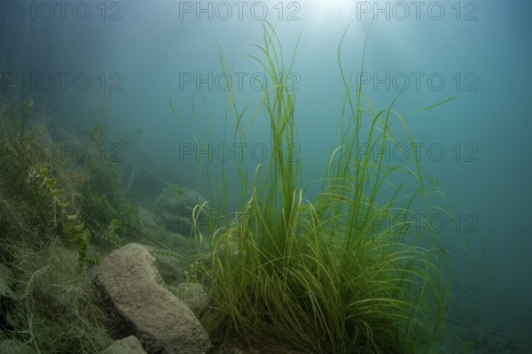 Underwater photography in Lake Attersee