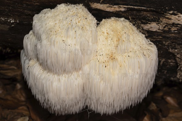 bearded tooth mushroom some fruiting bodies with cream-coloured drooping spines on tree trunk