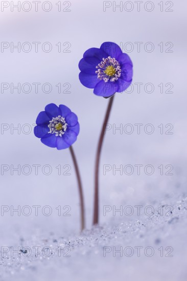 Hepatica, Liverleaf or Liverwort (Hepatica nobilis) growing in the snow, Tyrol, Austria, Europe