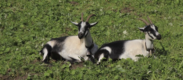 Peacock goats lying on a green meadow