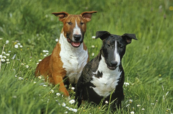 English Bull Terrier, dogs sitting on grass