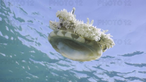 Close-up of Upside Down Jellyfish (Cassiopea andromeda) swimming dowm under surface of water