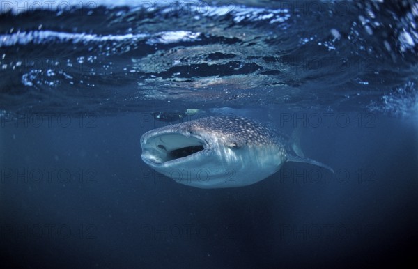Feeding whale shark, Rhincodon thypus, Djibouti, Djibouti, Africa, Afar Triangle, Gulf of Aden,