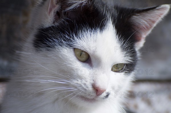 Close-up of a white cat with black spots, featuring its whiskers and attentive expression