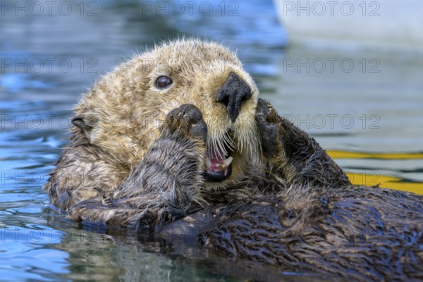 A laughing sea otter (Enhydra lutris) enjoying the water, Seward, Alaska, USA, North America