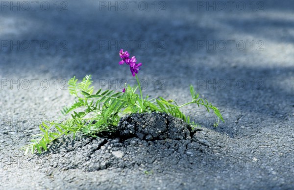 A purple flower grows in a crack in the asphalt, seems to break through the asphalt