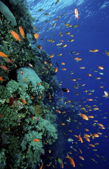 Hawkbill and coral reef, Pseudanthias squamipinnis, Egypt, Africa, Sinai, Sharm el Sheik, Red Sea,