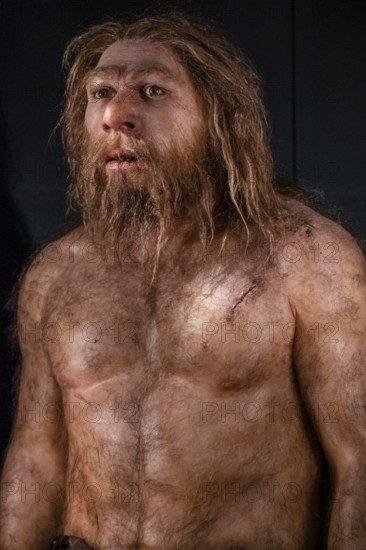 Homo neanderthalensis, Museo de la evolución humana, MEH, Burgos, Spain, Europe