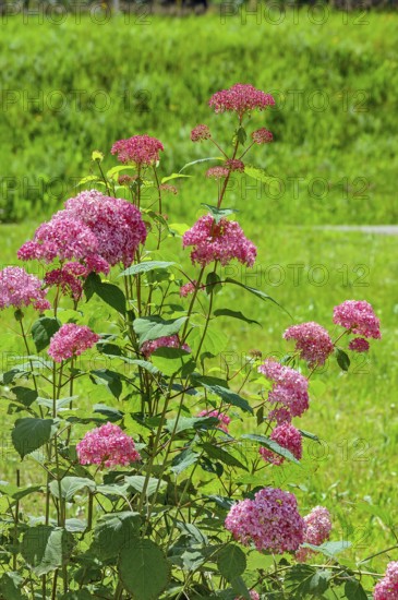 Red bigleaf hydrangea (Hydrangea macrophylla), Allgäu, Bavaria, Germany, KI generated, AI