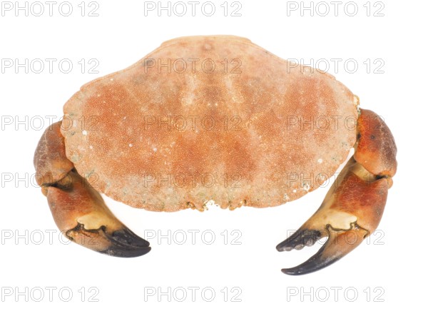 Boiled orange color crab with claws isolated on white background