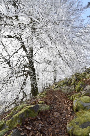 Hiking trail along the Mörschieder Burr in the Hunsrück-Hochwald National Park with hoarfrost and