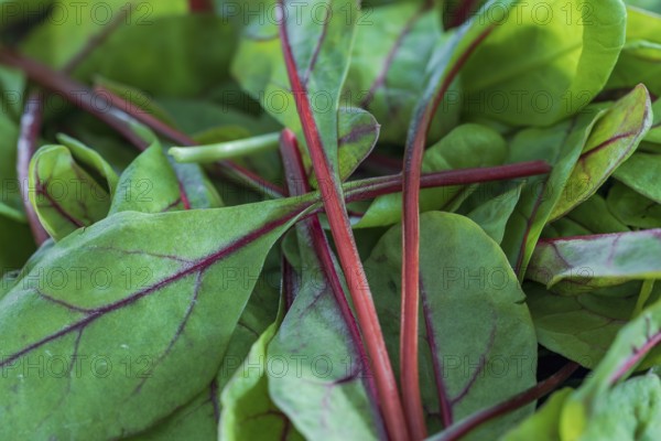 Close-up of small leaves with red stems of chard leaves