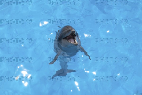 Smiling dolphin stuck his head out of the water