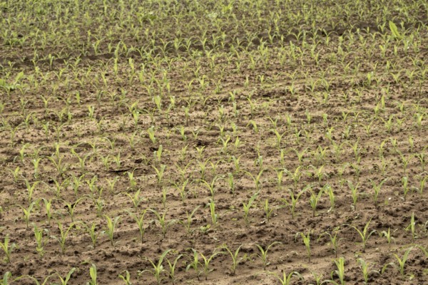 Maize monoculture, young plants in rows