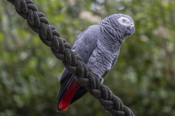 Grey parrot (Psittacus erithacus), Jako, at Zurich Zoo, Zurich, Germany, Europe