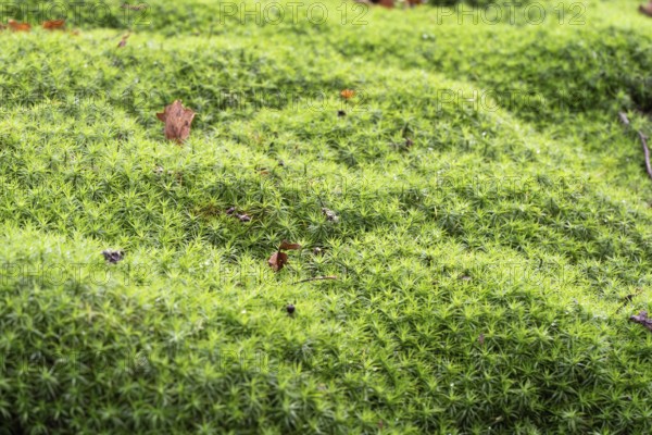 Polytrichum moss (Polytrichum formosum), large stand on the forest floor, North Rhine-Westphalia,