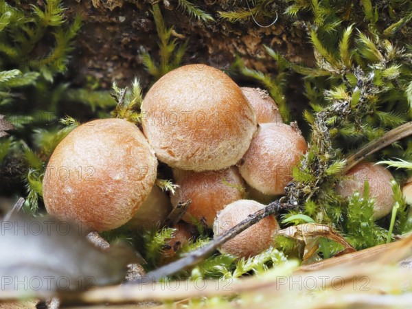 Mushroom sulphur heads (Hypholoma, North Rhine-Westphalia, Germany, Europe