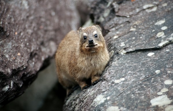 Cape rock hyrax, Procavia capensis, South Africa, Tsitsikamma National Park, Otter trail, Africa