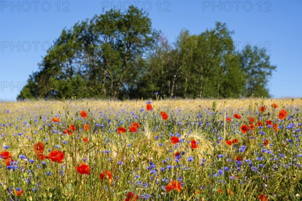 Flower strips in the cornfield
