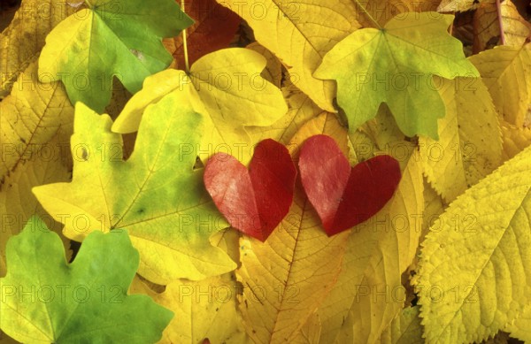 Colourful autumn leaves with heart-shaped leaves, 2 hearts