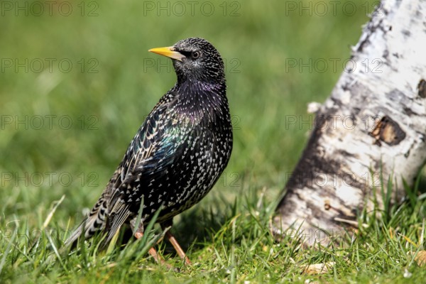 Common starling (Sturnus vulgaris) in the garden in spring
