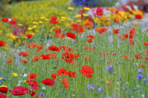 Corn poppy in meadow, flower mix, wild flowers
