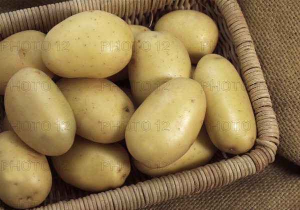 Mona Lisa Potato (Solanum tuberosum), Vegetables in Basket