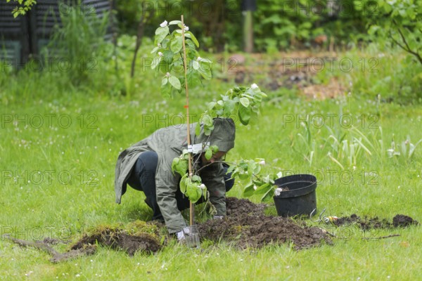 One person in garden planting small quince tree in the middle of lawn during rain