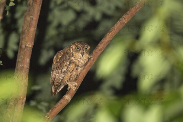 Seychelles scops owl (Otus insularis), Mahée, Seychelles, Africa