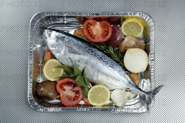 Euthynnus alletteratus, called false albacore from Mediterranean sea