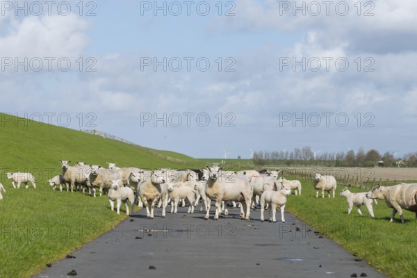 A flock of sheep on a hiking trail